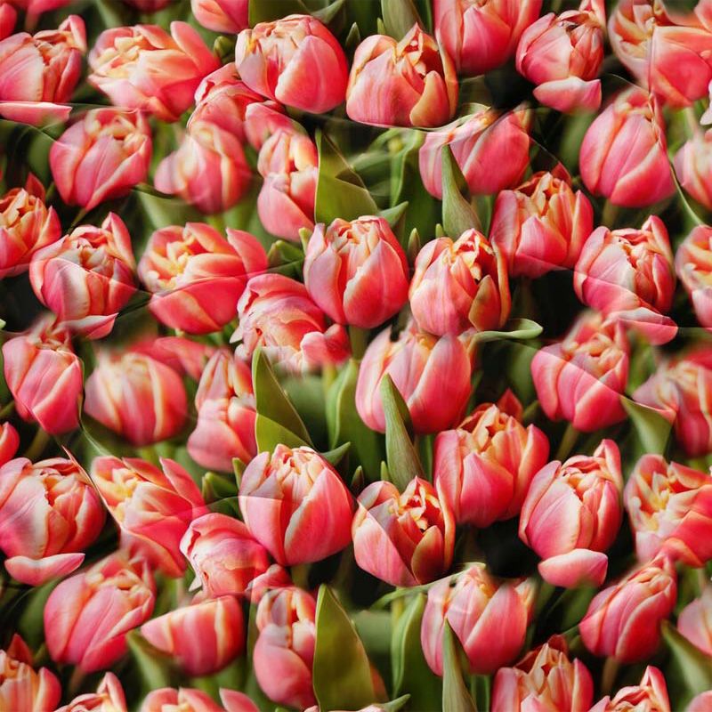 3-częściowy komplet pościeli z satynowej bawełny Tulipany 200x160 cm